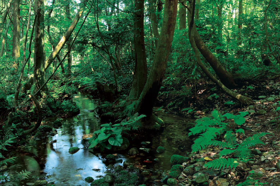 湧水地のまわりに緑豊かな木々などが育成している杉沢の沢スギの写真