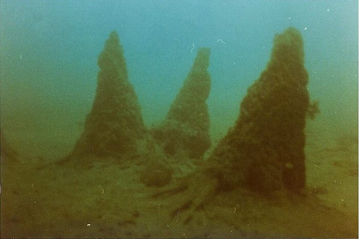 海底林の画像