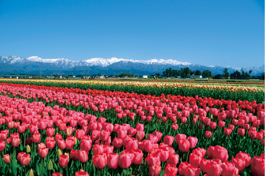 青空の下、雪化粧の雄大な山々をバックに、畑一面に赤、黄、ピンク、様々花の色のチューリップが咲き誇る写真