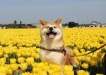 一面に咲く黄色のチューリップの中に犬が写っている写真