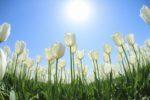 青い空に太陽の光が照らす下からのアングルから撮ったたくさん咲く白いチューリップの写真