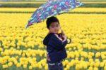 チューリップ畑の中で傘を差す小さな男の子の写真