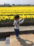 チューリップ畑にカメラを向ける小さな男の子の写真