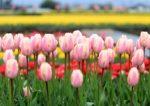 咲き並ぶ薄ピンク色のチューリップの写真