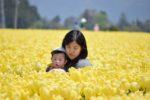 黄色のチューリップ畑を楽しむ親子の写真