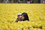 黄色のチューリップ畑の中で記念撮影をする親子の写真