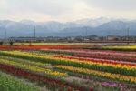 様々な色が咲き誇るチューリップ畑の写真