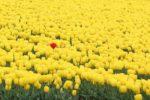 一本の赤いチューリップと黄色のチューリップ畑の写真