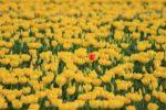 黄色のチューリップ畑の中から頭を出す一本の赤色のチューリップの写真