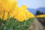 咲き並ぶ黄色のチューリップの写真
