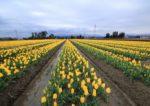 綺麗に咲き並ぶ黄色のチューリップ畑の写真