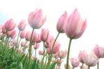 薄ピンク色のチューリップが咲き並んでいる写真