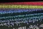ライトアップによって色づくチューリップ畑の写真