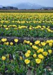 どこまでも広がる黄色のチューリップ畑の写真