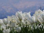 青空の下で咲く白色のチューリップの写真