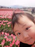 ピンク色のチューリップ畑と赤ちゃんの写真