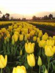夕日に照らされた黄色のチューリップ畑の写真