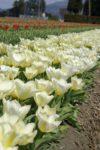 綺麗に咲き並ぶ白色のチューリップの写真