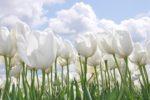 青空の下で日に照らされた白色のチューリップが咲き並ぶ写真