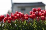 赤色と白色のグラデーションになっているチューリップが咲き並ぶ写真