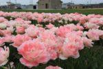 薄ピンク色の大きなチューリップが咲き並ぶ写真