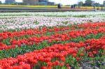 咲き並ぶ赤色のチューリップの写真