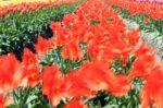 綺麗に咲き並ぶ赤色のチューリップの写真