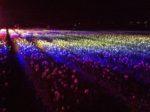 ライトアップによって様々な色に変化するチューリップ畑の写真