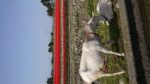 赤と白のチューリップ畑の前でやぎの親子が鼻と鼻をくっつけている写真