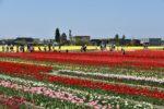 黄色、赤、ピンク、白などの一面に咲くチューリップをたくさんの人が見物している様子の写真