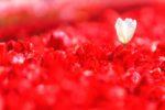 赤いチューリップが写真一面に写る中に1輪だけ白いチューリップが咲いている写真