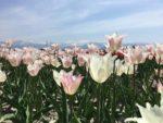青い空の下に薄いピンク色チューリップと白いチューリップがたくさん咲いている写真