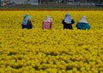 一面に咲く黄色のチューリップの中で4人の作業している方が写っている写真