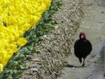 チューリップ畑の脇を歩く鳥の写真