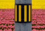 黄色をピンクのチューリップ咲いている前立つ電柱の写真