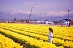 たくさん咲いている黄色のチューリップの中に立ち遠くを眺めている女の子の写真