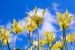 青い空と白い雲の下に咲く、白と黄色がマーブルになった尖った花びらがきれいなチューリップの写真