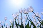 青い空の下、太陽の光が白いチューリップの花びらを透かしているような幻想的な写真