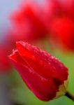 花びらに水滴がついている瑞々しい赤いチューリップのアップ写真