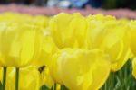 きれいな黄色の花びらのチューリップのアップ写真