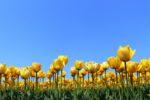 青い空と黄色のチューリップ、緑色の茎と葉っぱのコントラストがきれいな写真