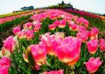 何列にも並んで咲いてるピンクのチューリップ畑を湾曲にした写真