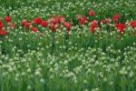 緑色がきれいなまだつぼみだけのチューリップ畑に咲いている赤いチューリップの写真