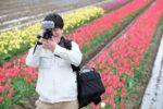 赤や黄色のチューリップ畑の前でカメラを構えている男性の写真