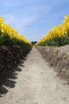 青い空の下にたくさん咲いている黄色のチューリップ畑の畑道の写真