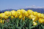 連峰を背景にたくさん咲いているきれいな黄色のチューリップの写真