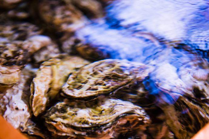 透明度が高く浅い水中に、ぎっしりと敷き詰められた牡蠣貝の殻が、水面にたゆたう写真