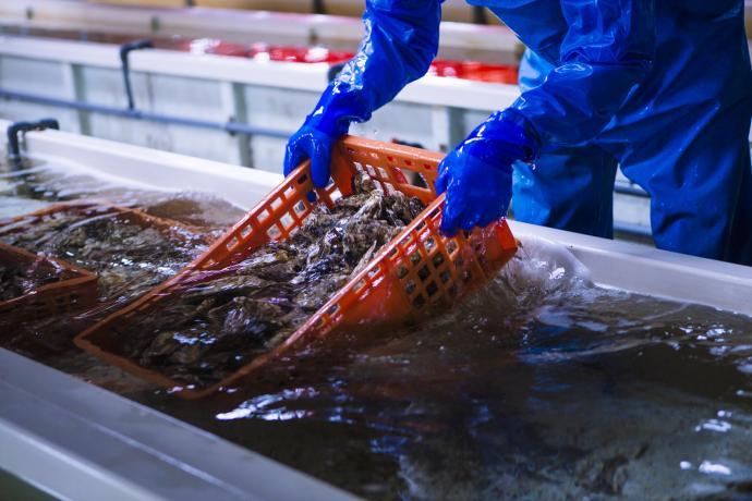 工場内の水路コンベアのような所で、ビニール手袋をした人が沢山牡蠣の入ったカゴを手に持ち、洗っている様子の写真