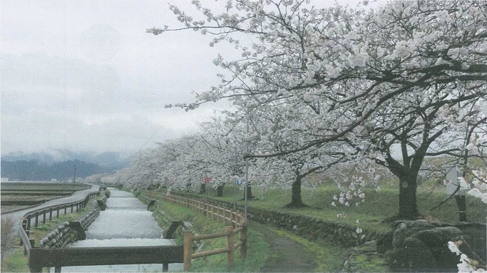 小川の写真。小川の左側には川に沿った小道が、右側には川に沿って桜の木が並んで生えており、桜は満開となっている。
