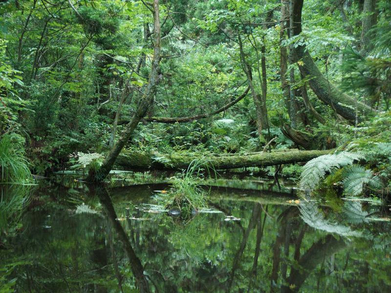 沢の写真。緑の森の中に沢があり、沢の水面には森の景色が反射して写っている。